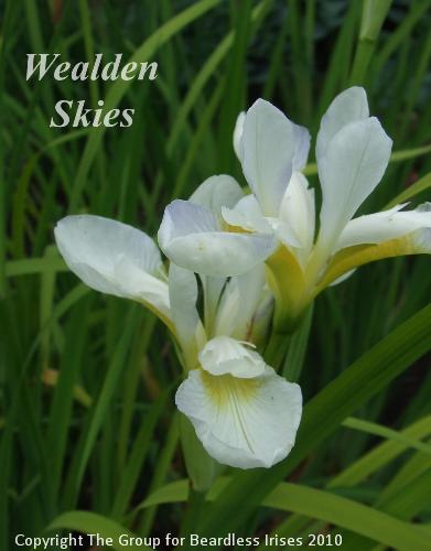 sib Wealden Skies (0)